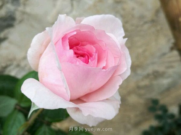超耐陰的四季開花的月季都有哪些品種？(圖1)