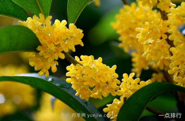 桂花哪個品種***名貴？名貴桂花品種排名(圖6)