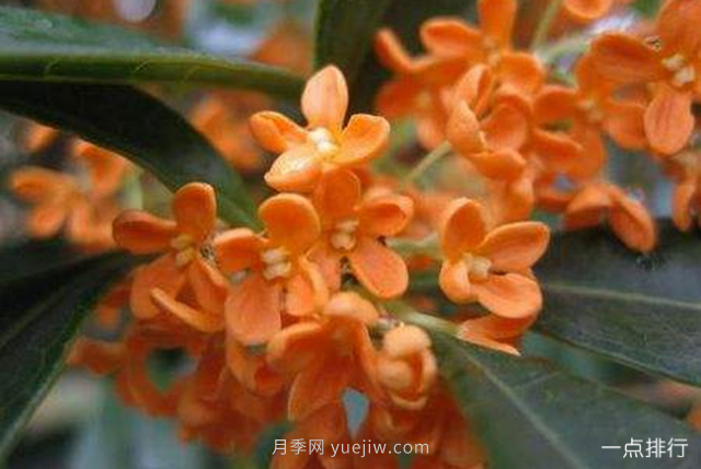 桂花哪個品種***名貴？名貴桂花品種排名(圖1)