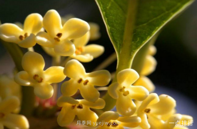桂花哪個品種***名貴？名貴桂花品種排名(圖4)