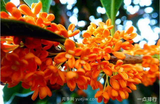 桂花哪個品種***名貴？名貴桂花品種排名(圖2)