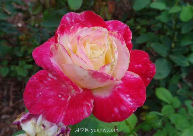月季花的種類非常多，哪一種月季花好養(yǎng)活？推薦5個品種(圖1)