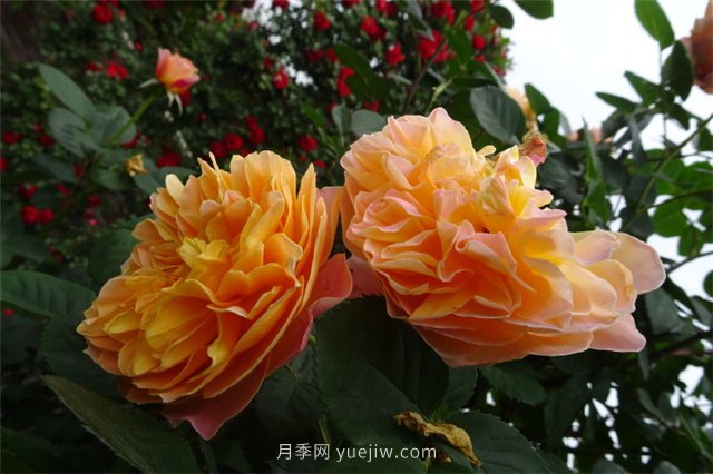 印象派月季怎么樣(圖3)