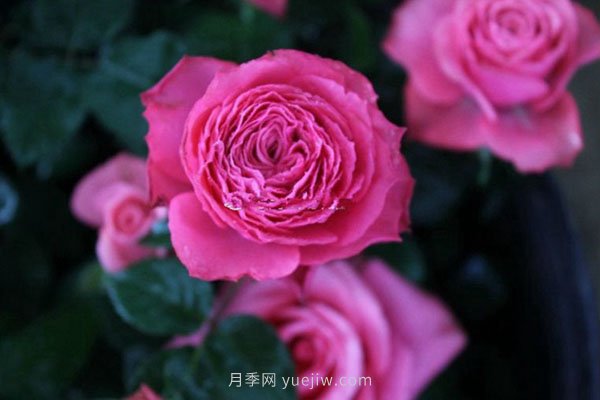 整理適合陽(yáng)臺(tái)養(yǎng)的陽(yáng)臺(tái)系列品種大全(圖4)