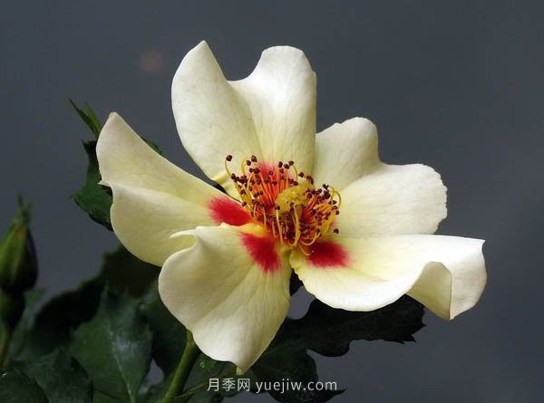 整理適合陽(yáng)臺(tái)養(yǎng)的陽(yáng)臺(tái)系列品種大全(圖6)