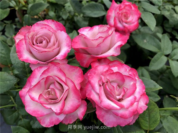整理適合陽(yáng)臺(tái)養(yǎng)的陽(yáng)臺(tái)系列品種大全(圖7)