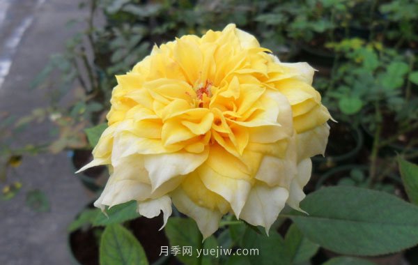 整理適合陽(yáng)臺(tái)養(yǎng)的陽(yáng)臺(tái)系列品種大全(圖8)