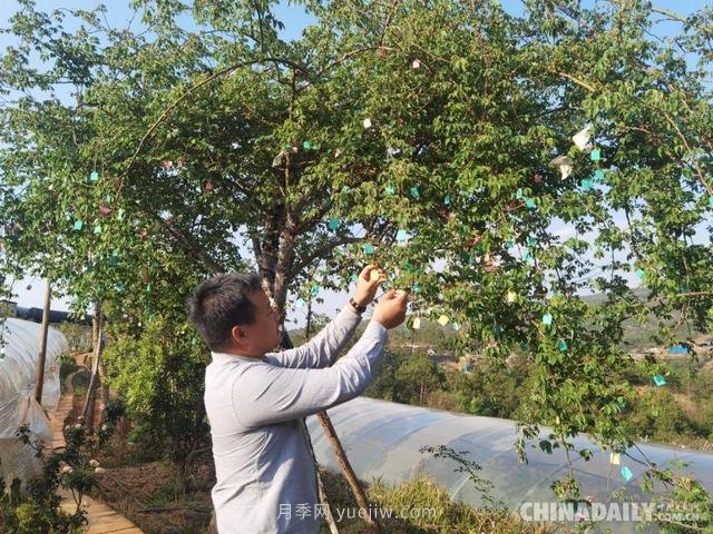 李映青：彝族博士李淑斌的中國(guó)月季夢(mèng)(圖1)