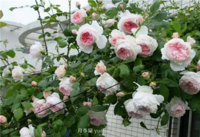 打造小型月季花墻，推薦4款藤本月季(圖3)