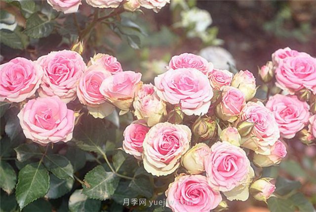 打造小型月季花墻，推薦4款藤本月季(圖5)