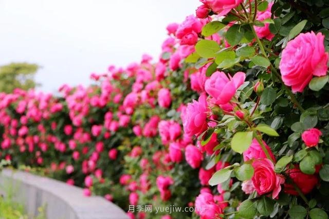 淮安初夏，從一場(chǎng)驚艷的月季花海開始！(圖1)