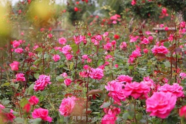 淮安初夏，從一場(chǎng)驚艷的月季花海開始！(圖2)