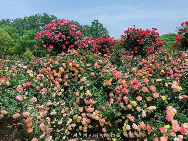 淮安初夏，從一場(chǎng)驚艷的月季花海開始！(圖3)