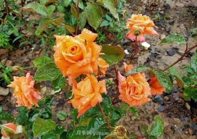 淮安初夏，從一場(chǎng)驚艷的月季花海開始！(圖5)
