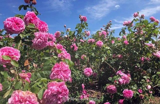 淮安初夏，從一場(chǎng)驚艷的月季花海開始！(圖6)