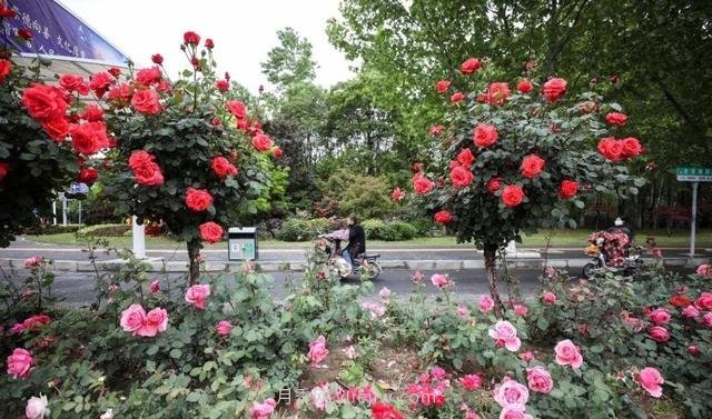淮安初夏，從一場(chǎng)驚艷的月季花海開始！(圖8)