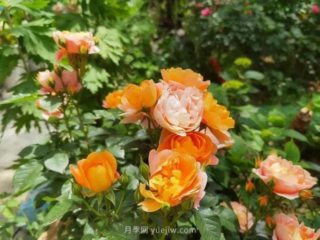 淮安初夏，從一場(chǎng)驚艷的月季花海開始！(圖10)