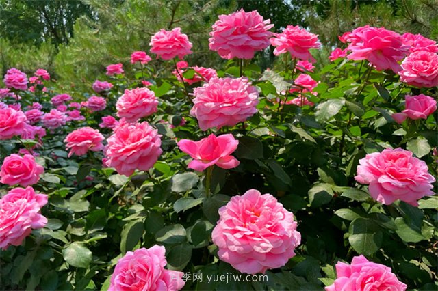 淮安初夏，從一場(chǎng)驚艷的月季花海開始！(圖9)
