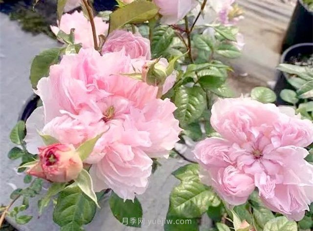 蝶之舞月季，蘇芬月季，兩款花型獨(dú)特的日系月季(圖1)