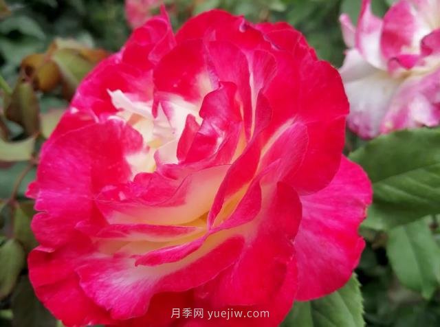 紅雙喜月季， 一聽(tīng)名字就帶著喜慶(圖2)