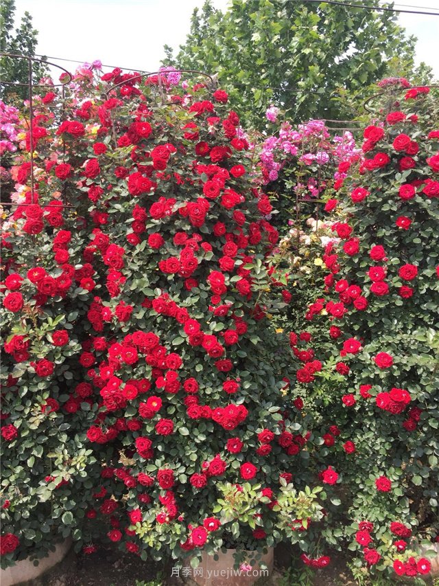 造型月季，月季花柱批發(fā)(圖2)