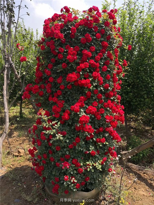 造型月季，月季花柱批發(fā)(圖1)