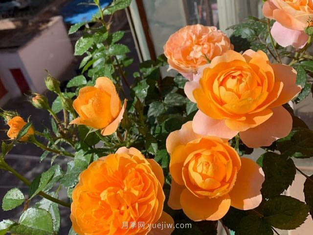 推薦適合夏天養(yǎng)的5種月季花，花量大不怕曬(圖2)