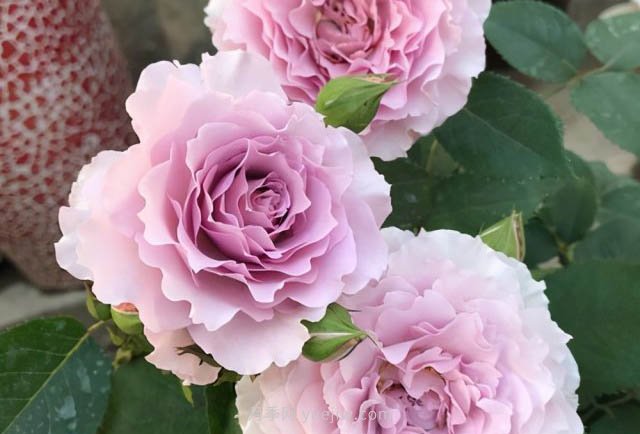 推薦適合夏天養(yǎng)的5種月季花，花量大不怕曬(圖5)