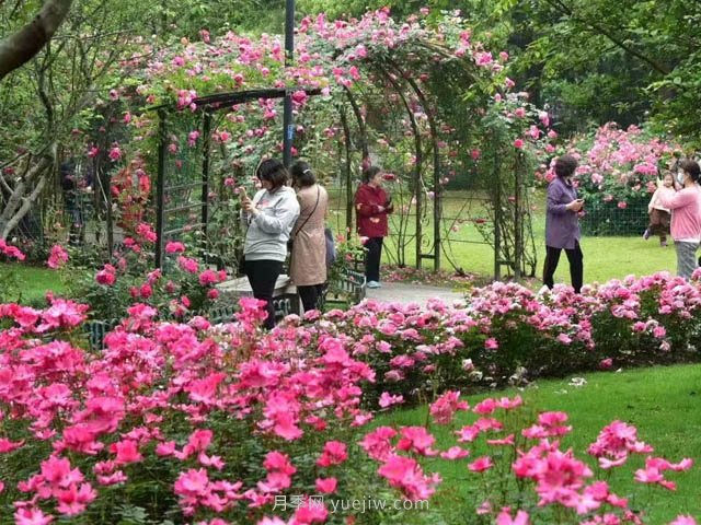月季植物造景，塑造城市園林景觀(圖1)