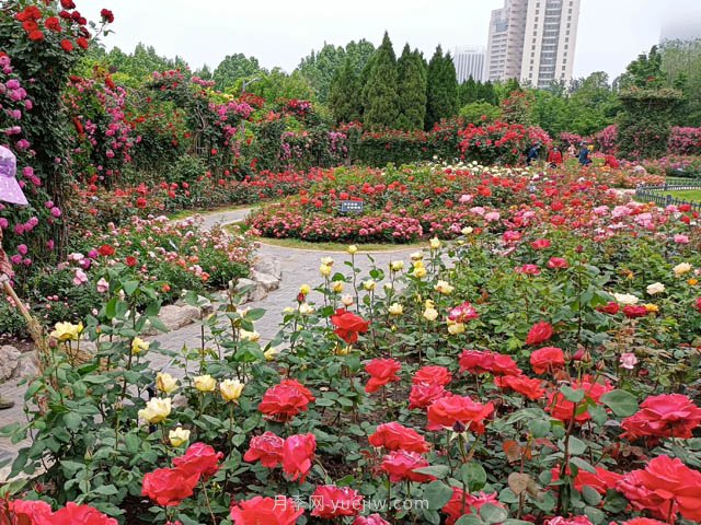 月季植物造景，塑造城市園林景觀(圖2)