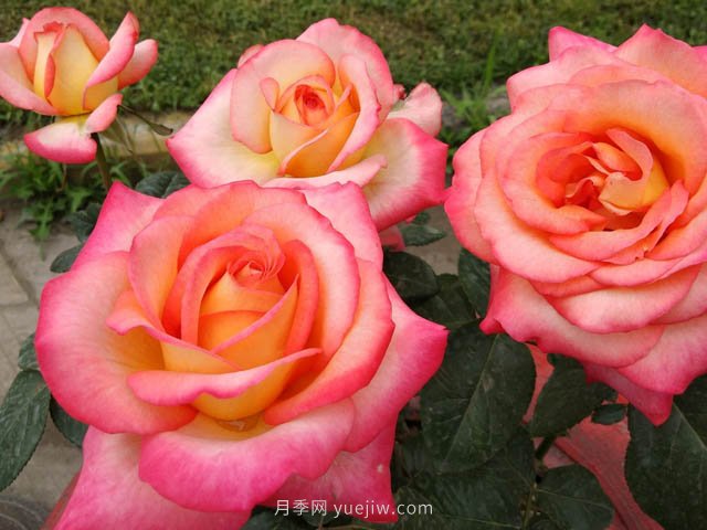 彩云月季，優(yōu)秀灌木大花月季，四季開(kāi)花庭院必養(yǎng)(圖3)
