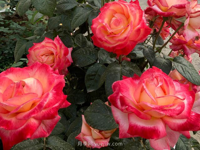 彩云月季，優(yōu)秀灌木大花月季，四季開(kāi)花庭院必養(yǎng)(圖2)