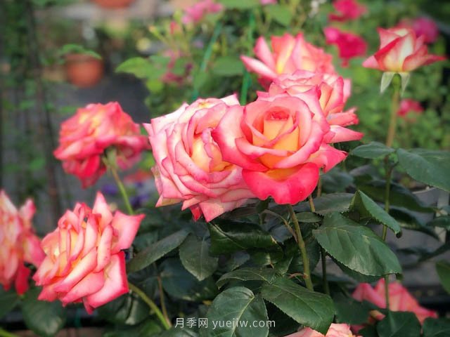 彩云月季，優(yōu)秀灌木大花月季，四季開(kāi)花庭院必養(yǎng)(圖1)