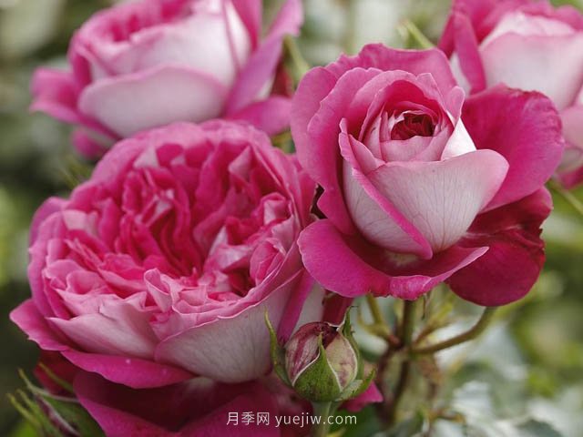 美心月季，古典月季和現(xiàn)代風(fēng)格的創(chuàng)造性結(jié)合(圖1)