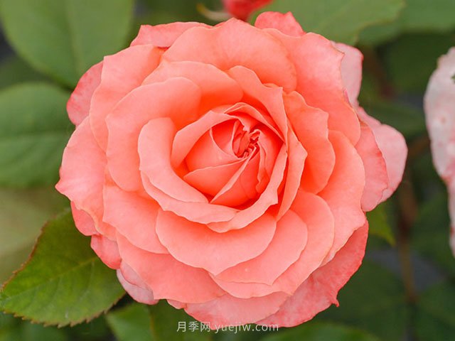 珊瑚果凍月季的優(yōu)缺點(diǎn)是什么？(圖1)