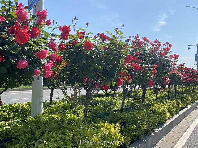 夏季苗木容易出現日灼現象？如何才能進行預防？(圖1)