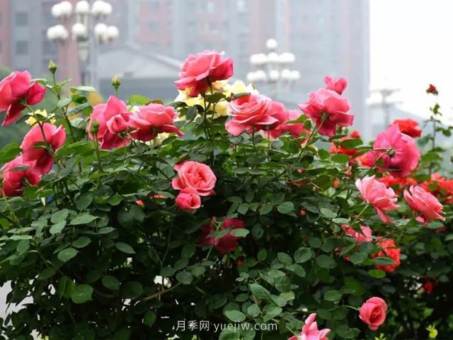 夏季苗木容易出現日灼現象？如何才能進行預防？(圖2)