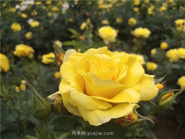 為什么越來越多的月季花友拋棄歐月？這些缺點(diǎn)是很多人的痛點(diǎn)(圖1)