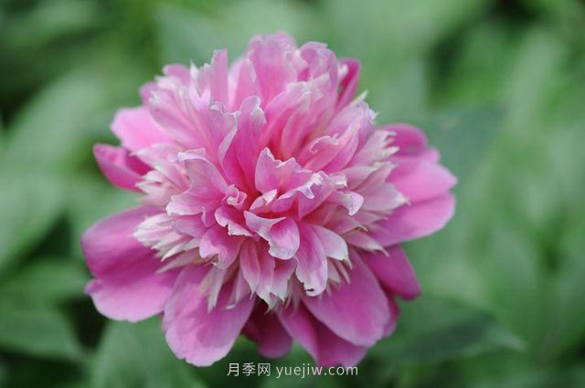 林下耐陰的中藥材有哪些？推薦4種(圖1)