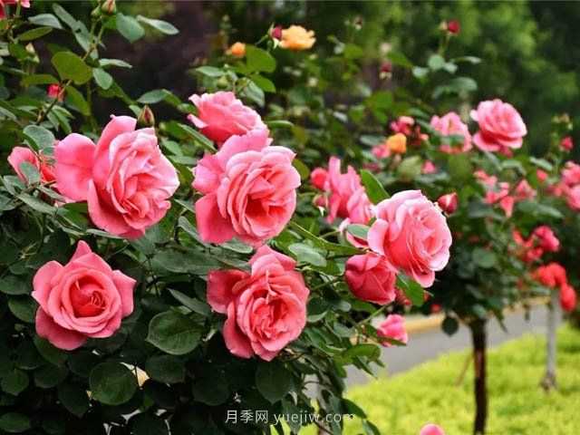 樹(shù)狀月季維護(hù)：這幾個(gè)問(wèn)題太要害(圖1)