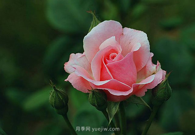 月季花需要在什么時候扦插？扦插的辦法有哪些？(圖1)