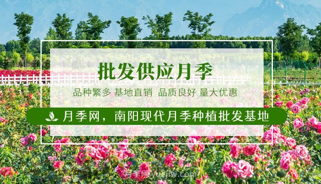 南陽月季花后如何修剪？什么時(shí)候修剪比較好？(圖1)