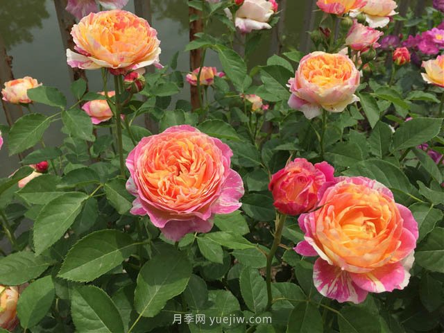 月季缺肥的現(xiàn)象是什么？如何給月季補(bǔ)充肥料？(圖1)