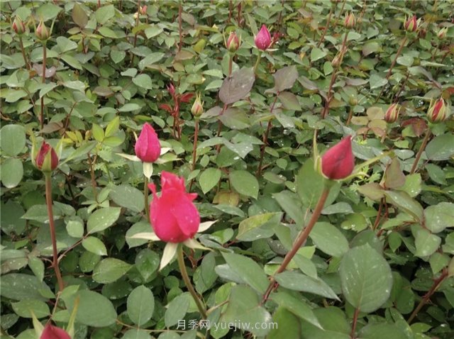 月季扦插發(fā)芽要掐掉嗎？(圖1)