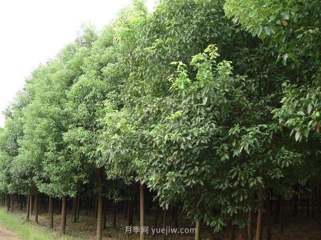 香樟樹分布范圍和經(jīng)濟(jì)價值(圖1)