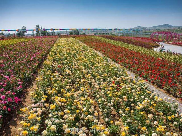 苗木灌溉除草施肥的重要管理技術(shù)(圖1)