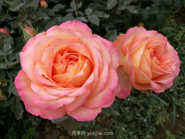 大花月季知識(shí)百科(圖1)