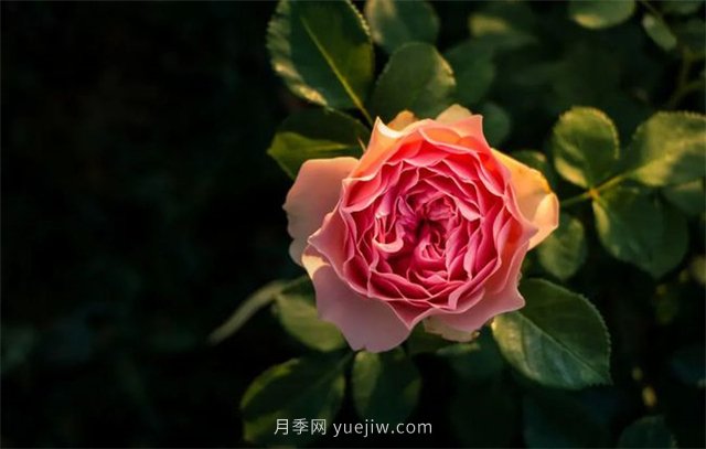 昆明李淑斌深山搞科研，為晉寧月季插“芯片”(圖1)
