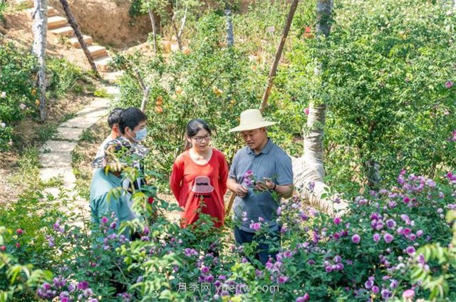 昆明李淑斌深山搞科研，為晉寧月季插“芯片”(圖3)