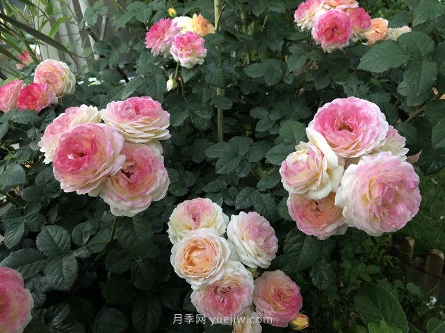 羅曼尼詹森月季，擁有彩色的月季花墻(圖1)